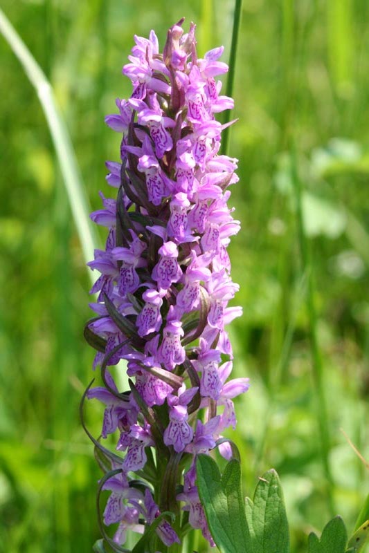 Orchidaceae Orchis